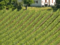 Clin d'oeil de Lucq de Béarn
